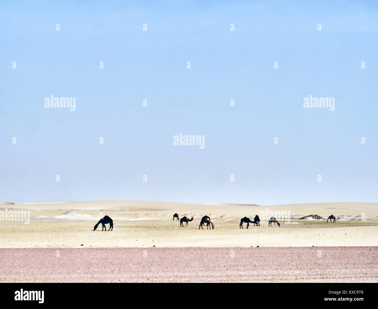 Desert camels and desert sand in Saudi Arabia Stock Photo