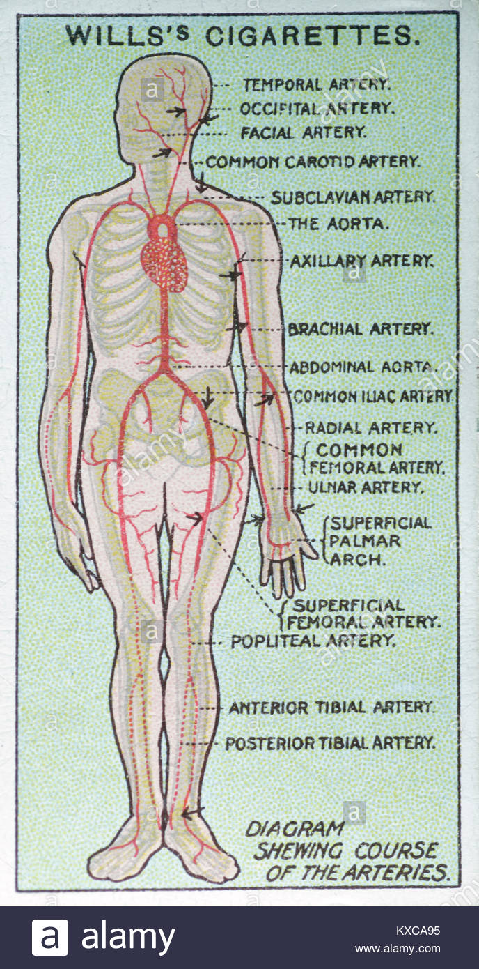 Vintage First Aid illustrations - Diagram showing course of the arteries Stock Photo