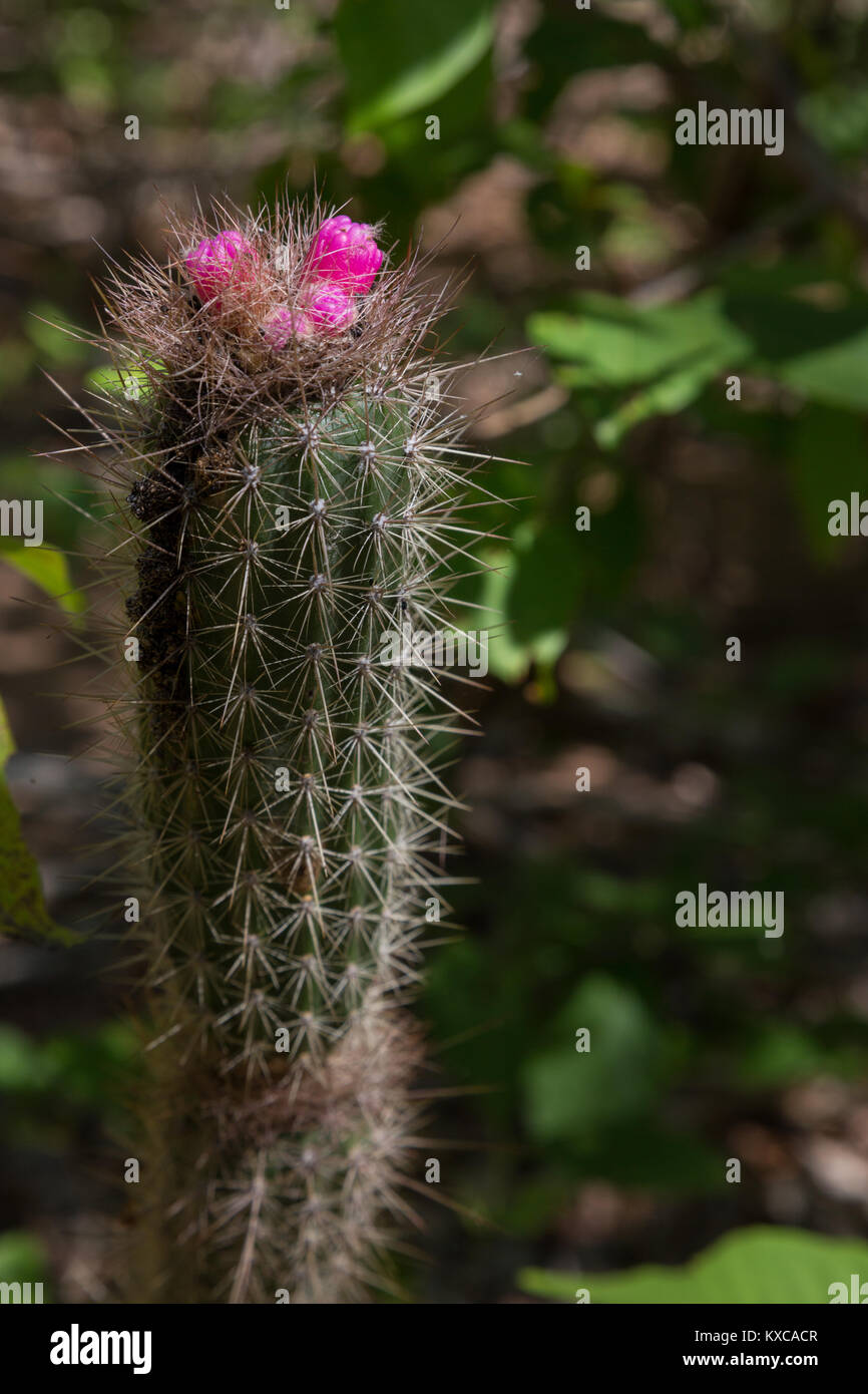 Flowers of Cactus in Serra da Capivara, PI, Brazil Stock Photo