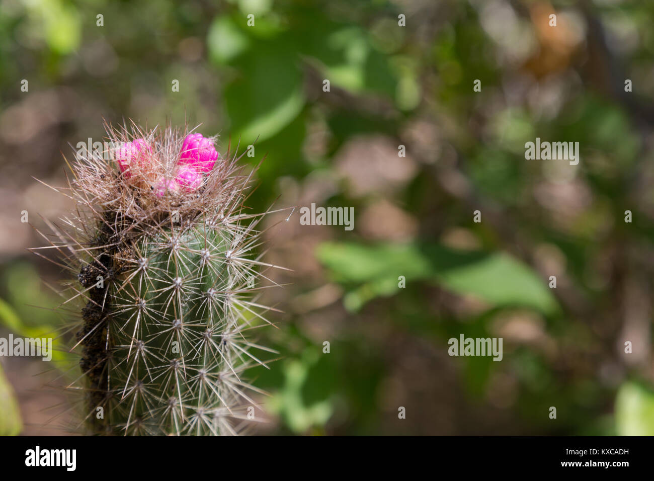 Flowers of Cactus in Serra da Capivara, PI, Brazil Stock Photo