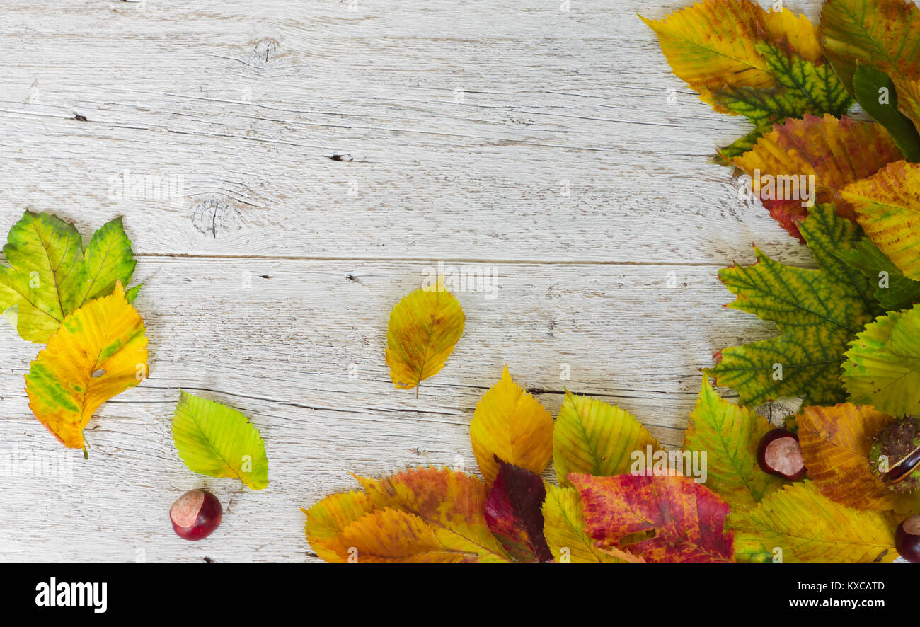 white wooden background with frame corner of colorful autumn leaves ...
