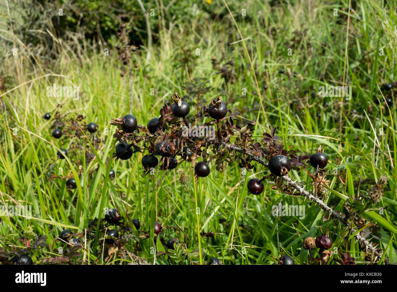 Rosa pimpinellifolia uk hi res stock photography and images Alamy