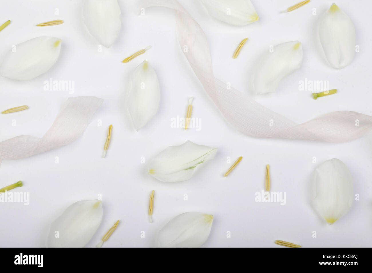 botany, nature, spa concept. top view of delicate and light petals of elongated shape and lots of stamens of lilies and ribbon, that almost melted wit Stock Photo