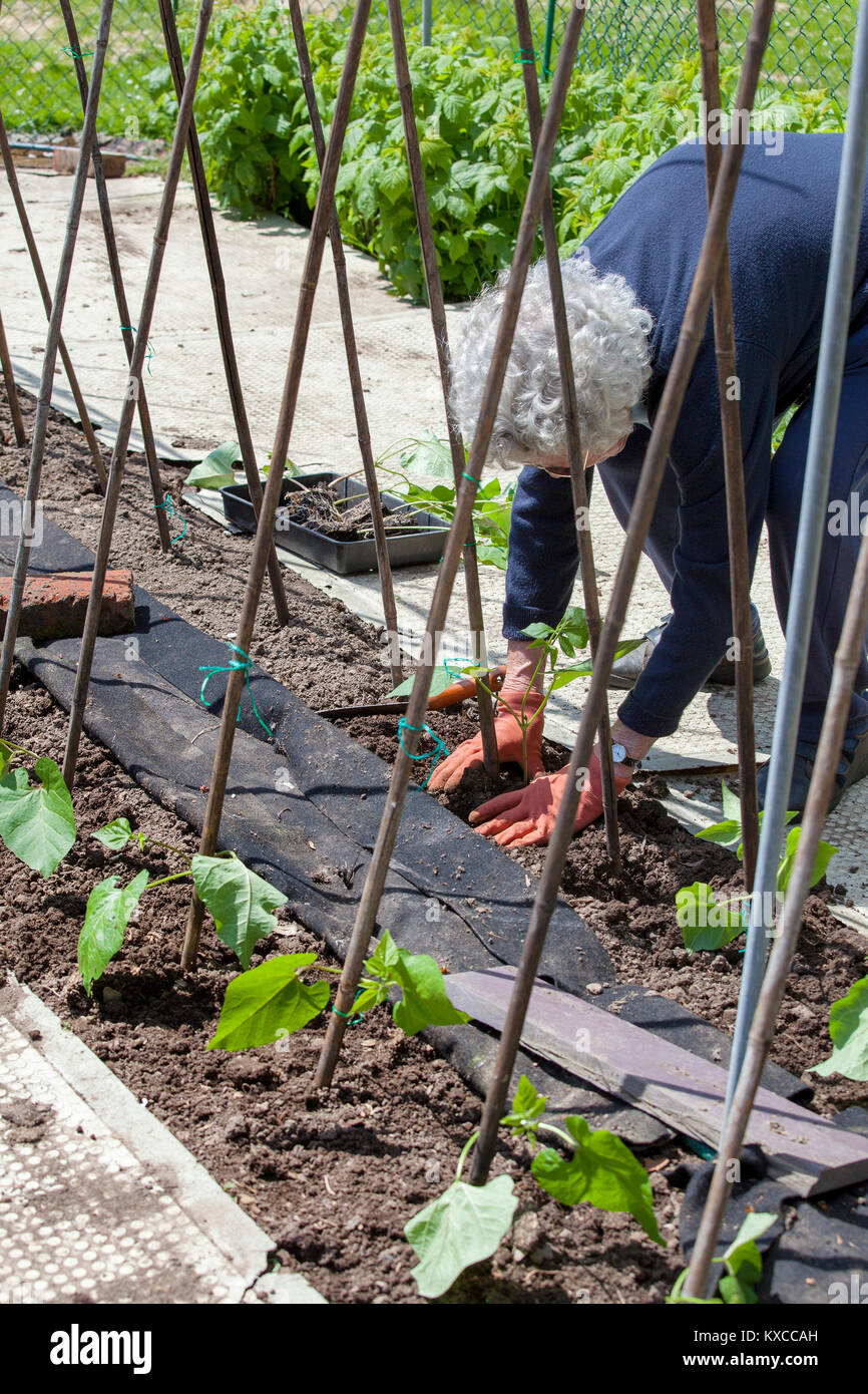 Young runner bean plants being planted out with bamboo cane supports Stock Photo