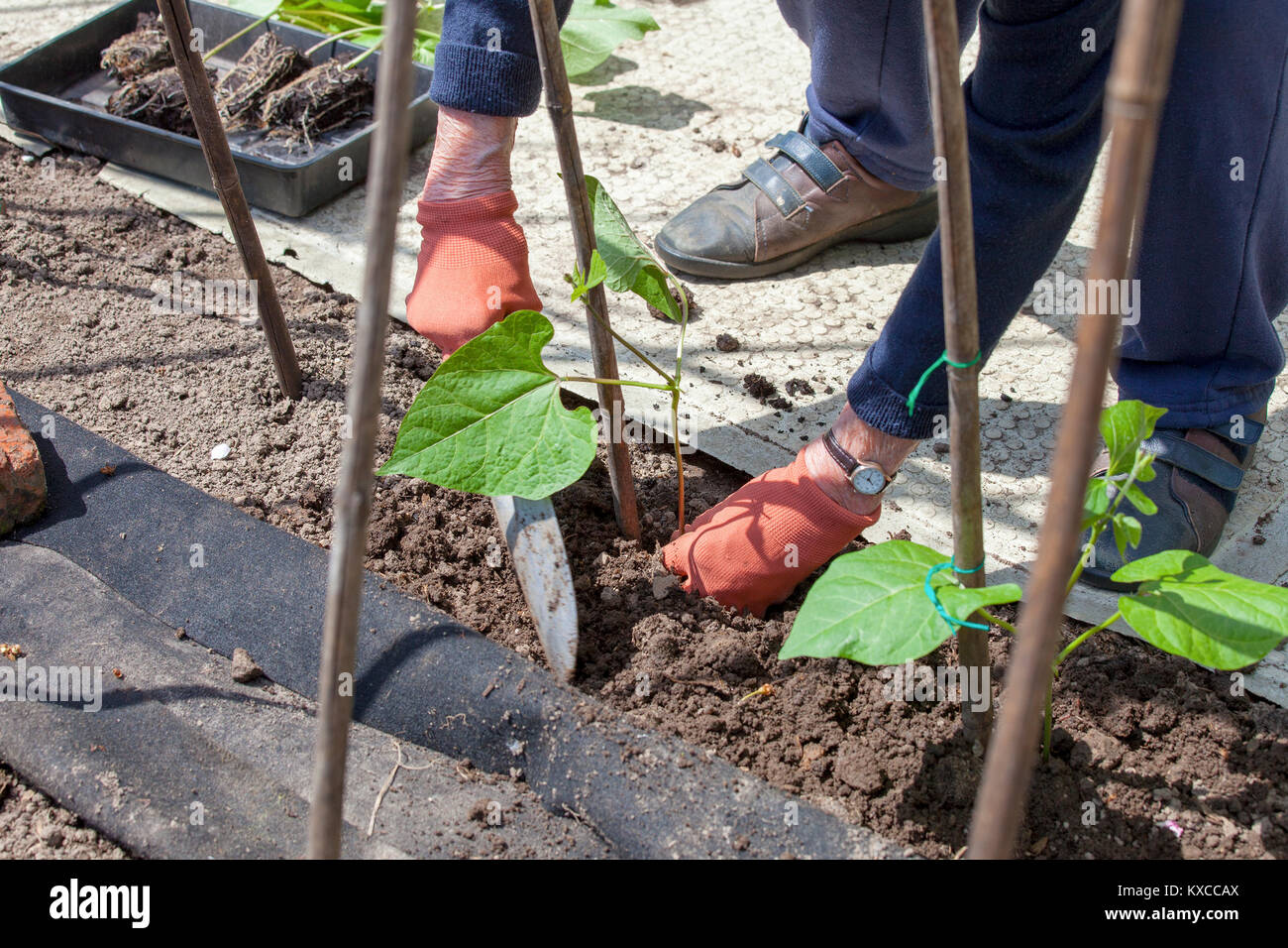 Young runner bean plants being planted out with bamboo cane supports Stock Photo