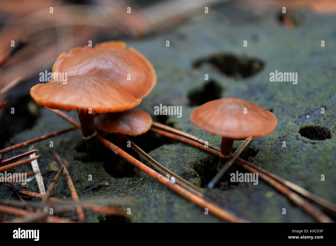 mushrooms on stump Stock Photo