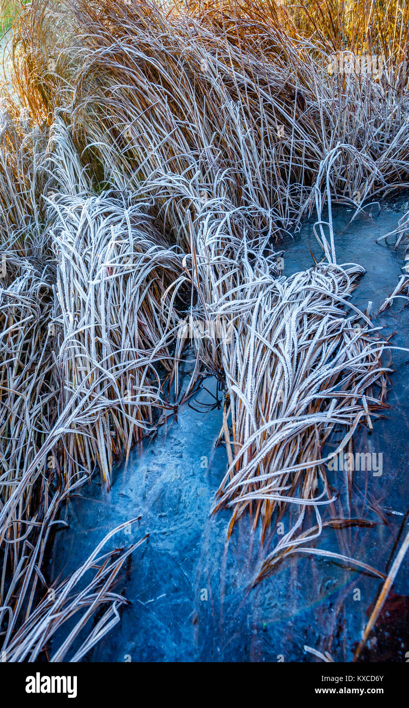 Reeds in a frozen pond Stock Photo - Alamy