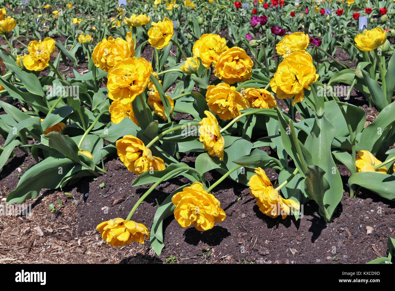 Yellow terry Dutch tulips blossom on a spring flower bed. Sunny May day outdoor shot Stock Photo