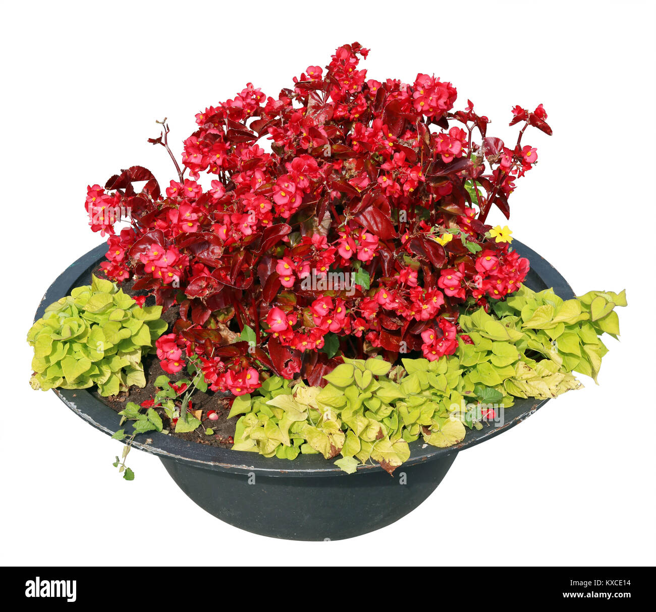 Shrubs of withering red begonias grow in a steel vase on a city summer street. Isolated on white outdoor shot Stock Photo