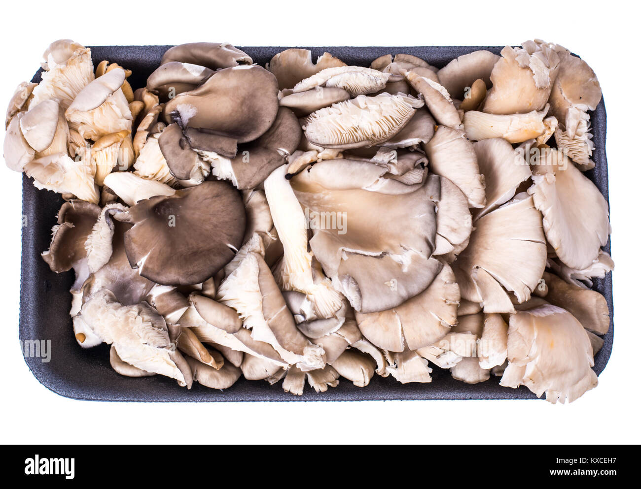 Bunch of fresh oyster mushrooms in black package Stock Photo