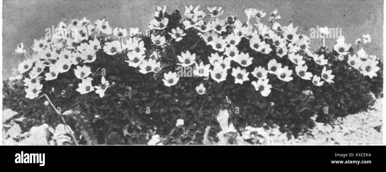 Velesa (Dryas octopetala) 1940 Stock Photo