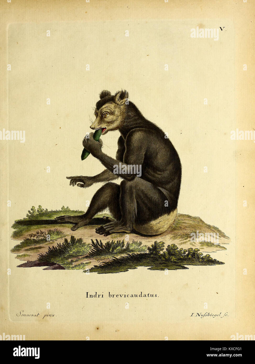 An illustration from Plate V of 'Vergleichende Naturbeschreibung der ...