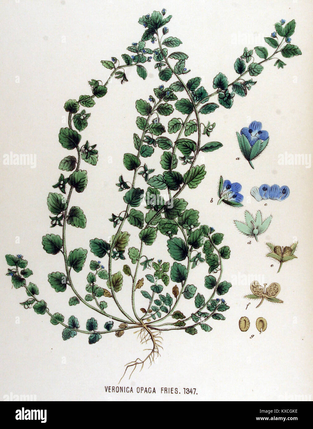 Veronica opaca — Flora Batava — Volume v17 Stock Photo