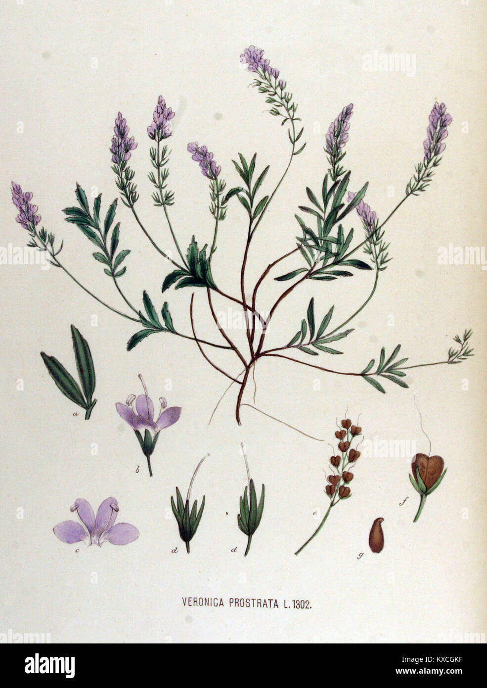 Veronica prostrata — Flora Batava — Volume v17 Stock Photo