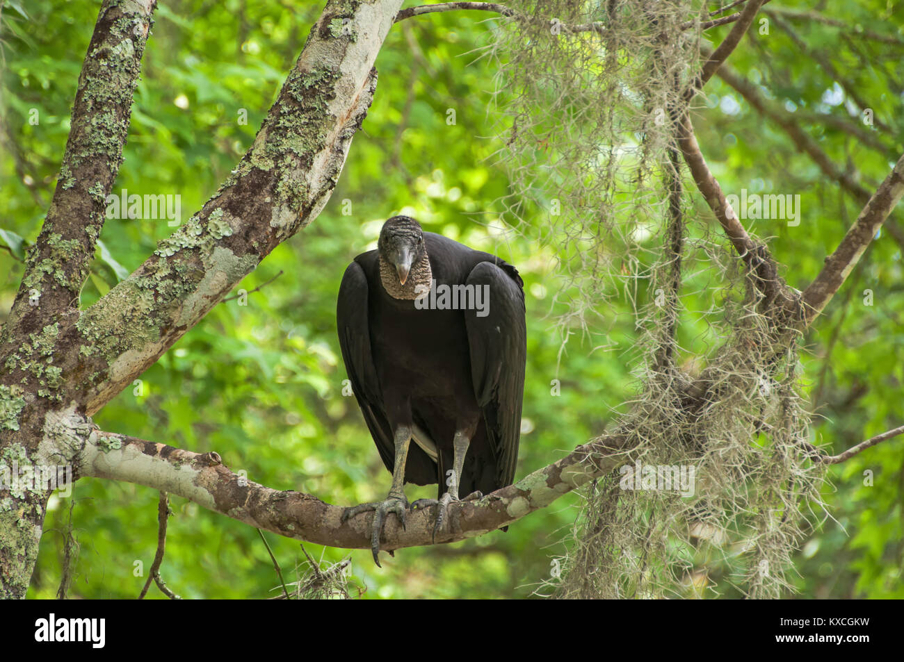 Louisiana swamp bird hi-res stock photography and images - Alamy
