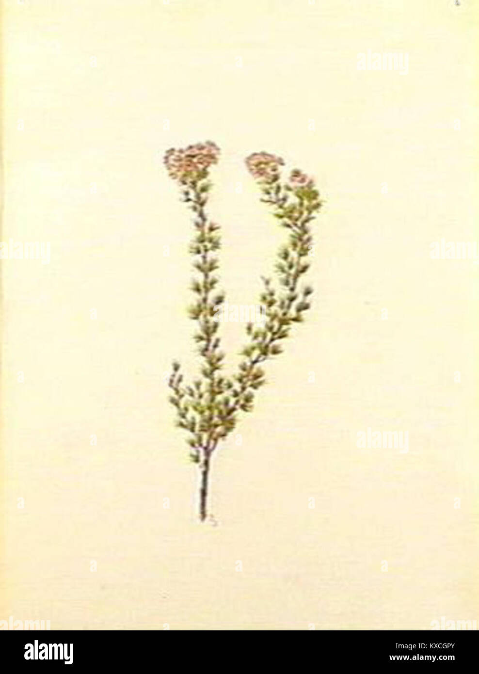 Verticordia brownii (Forster) Stock Photo