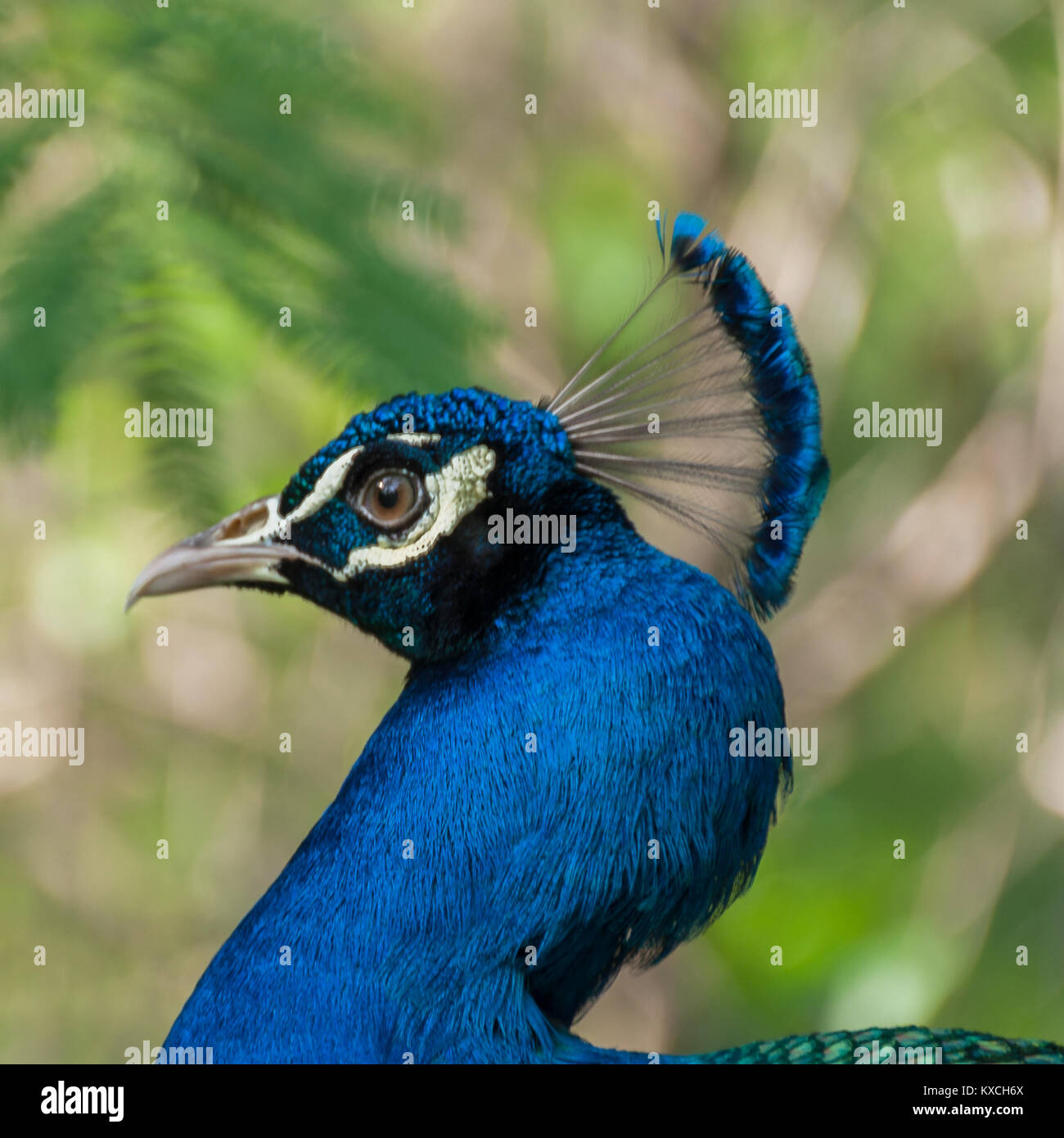 Portrait of a male peacock Stock Photo - Alamy