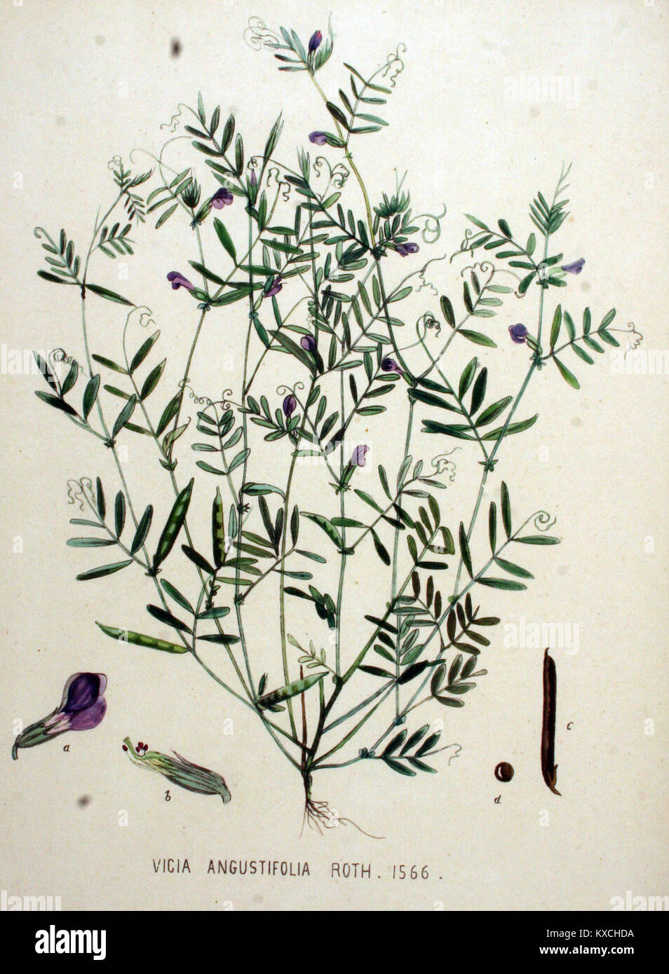 Vicia angustifolia — Flora Batava — Volume v20 Stock Photo