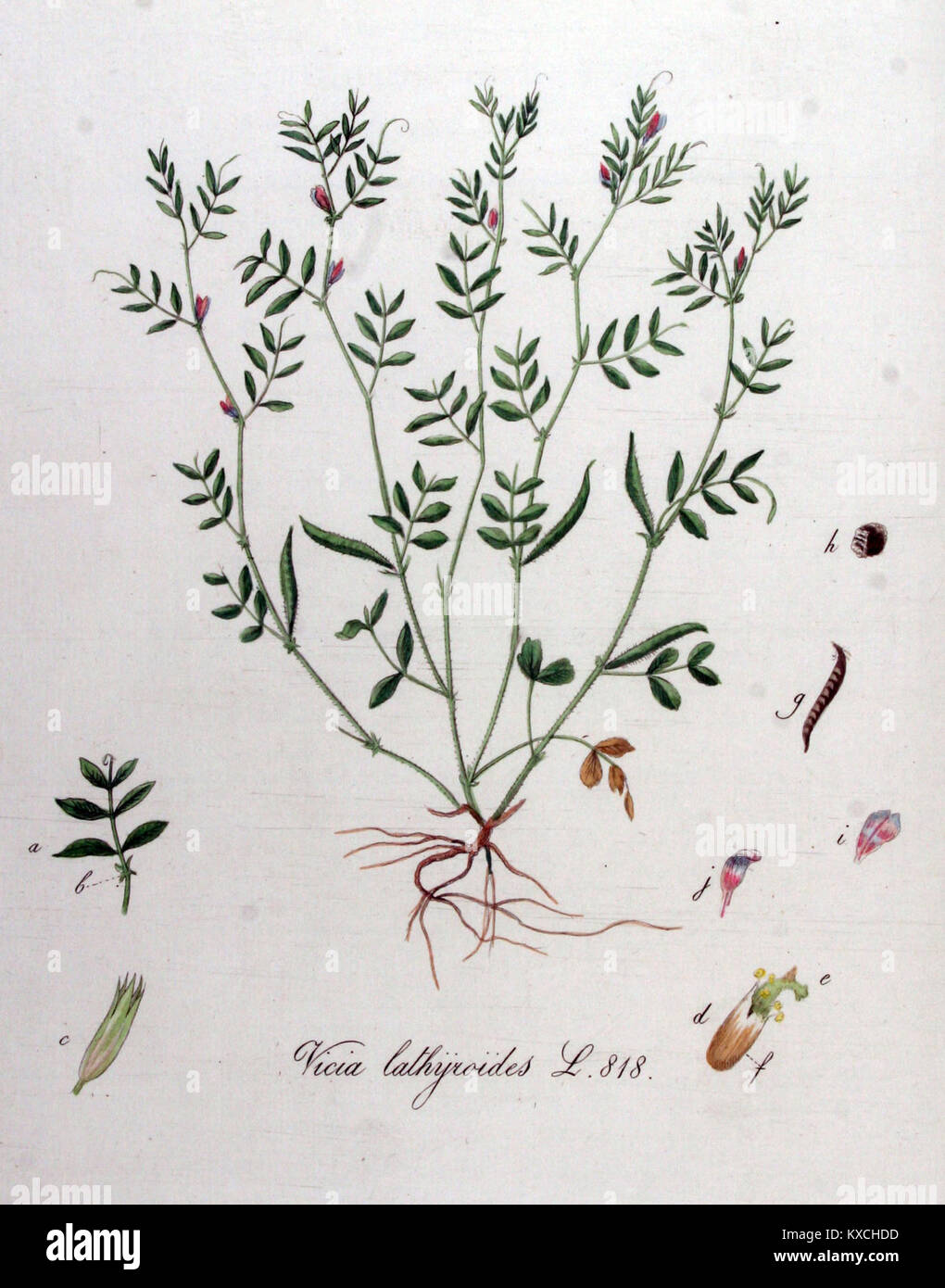 Vicia lathyroides — Flora Batava — Volume v11 Stock Photo