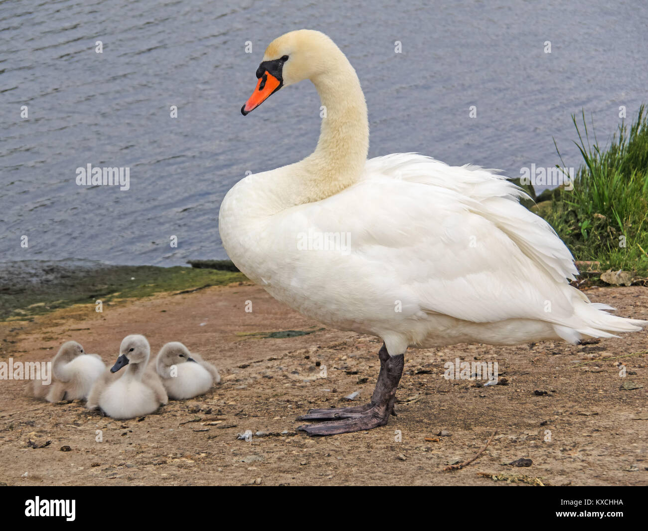 Mute swan with chicks Stock Photo Alamy