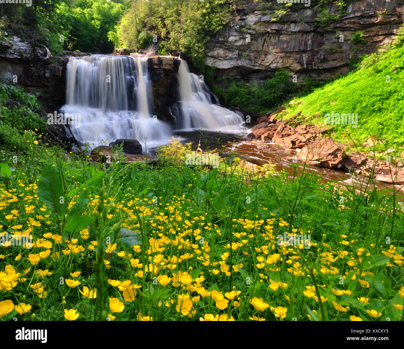 Iconic Blackwater Falls with summertime flowers, West Virginia Stock Photo