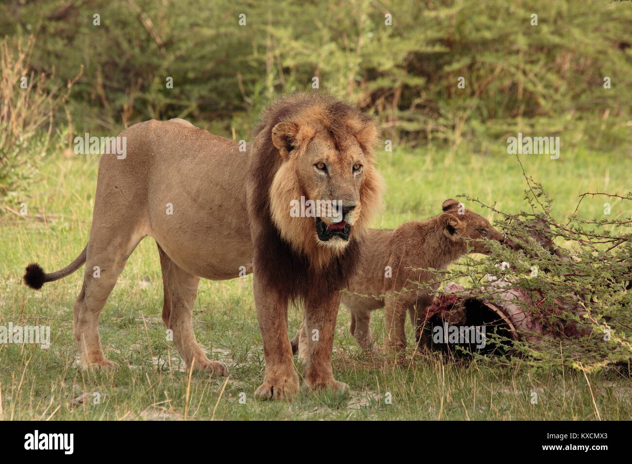 Lion Male with Cub and Kill Chobe National Park Botswana Stock Photo
