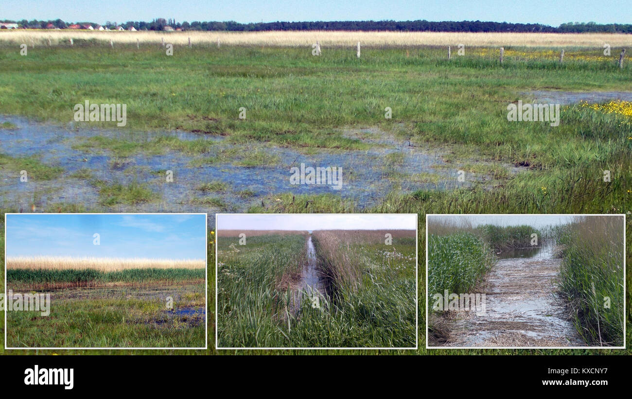 2017 Wustrow Barnstorf Entwässerung der Feuchtwiese auf der Halbinsel Stock Photo