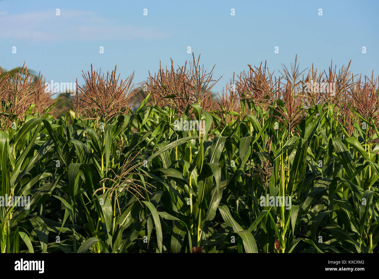 Field of Young Green Corn Maze plants lit at sunrise with blue sky