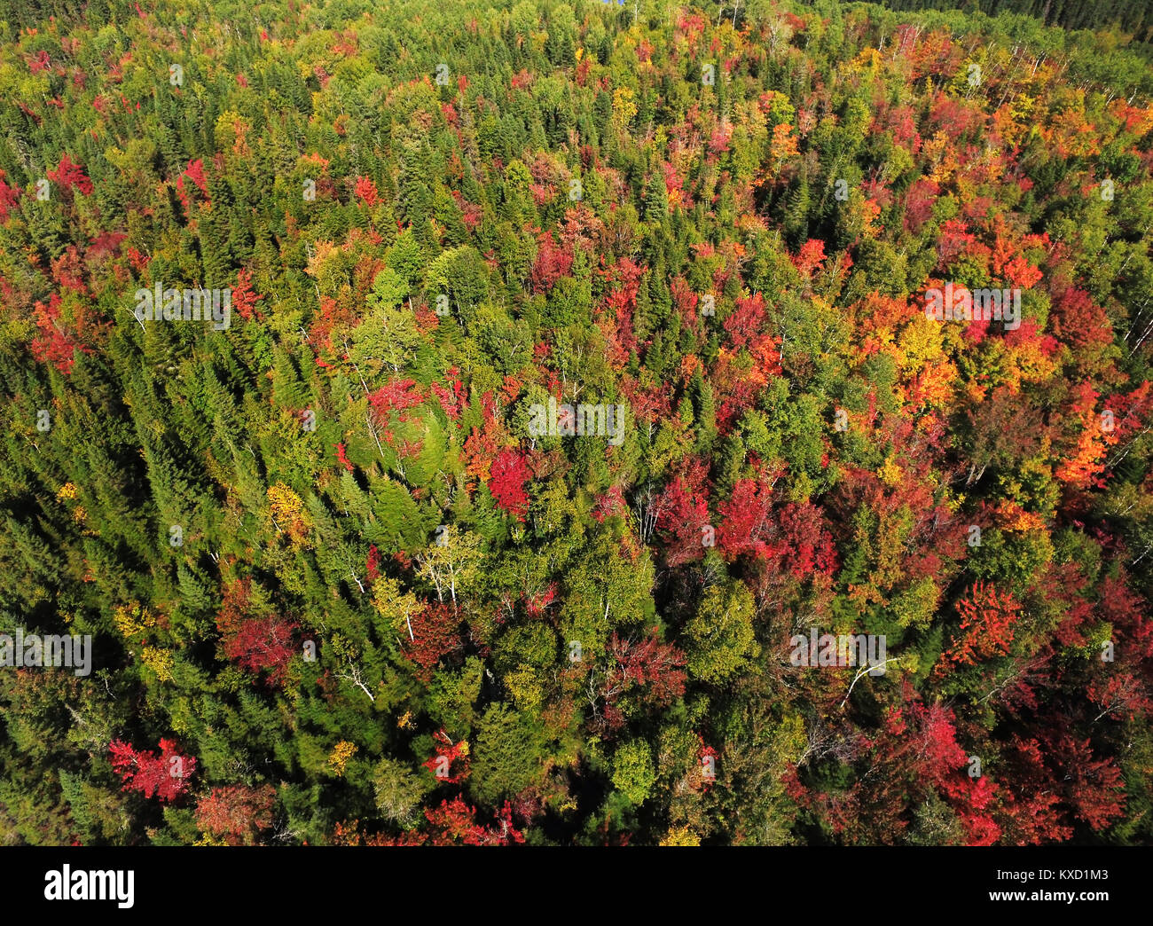Colorful fall forest hi-res stock photography and images - Alamy