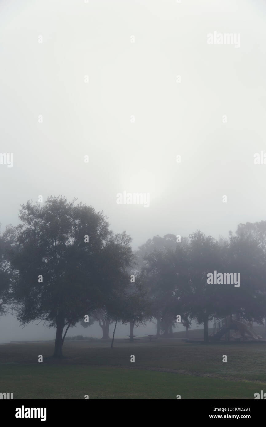 vertical image of trees with foggy sky Stock Photo - Alamy