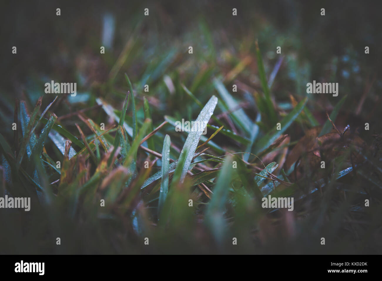 moody dark green grass with frost Stock Photo