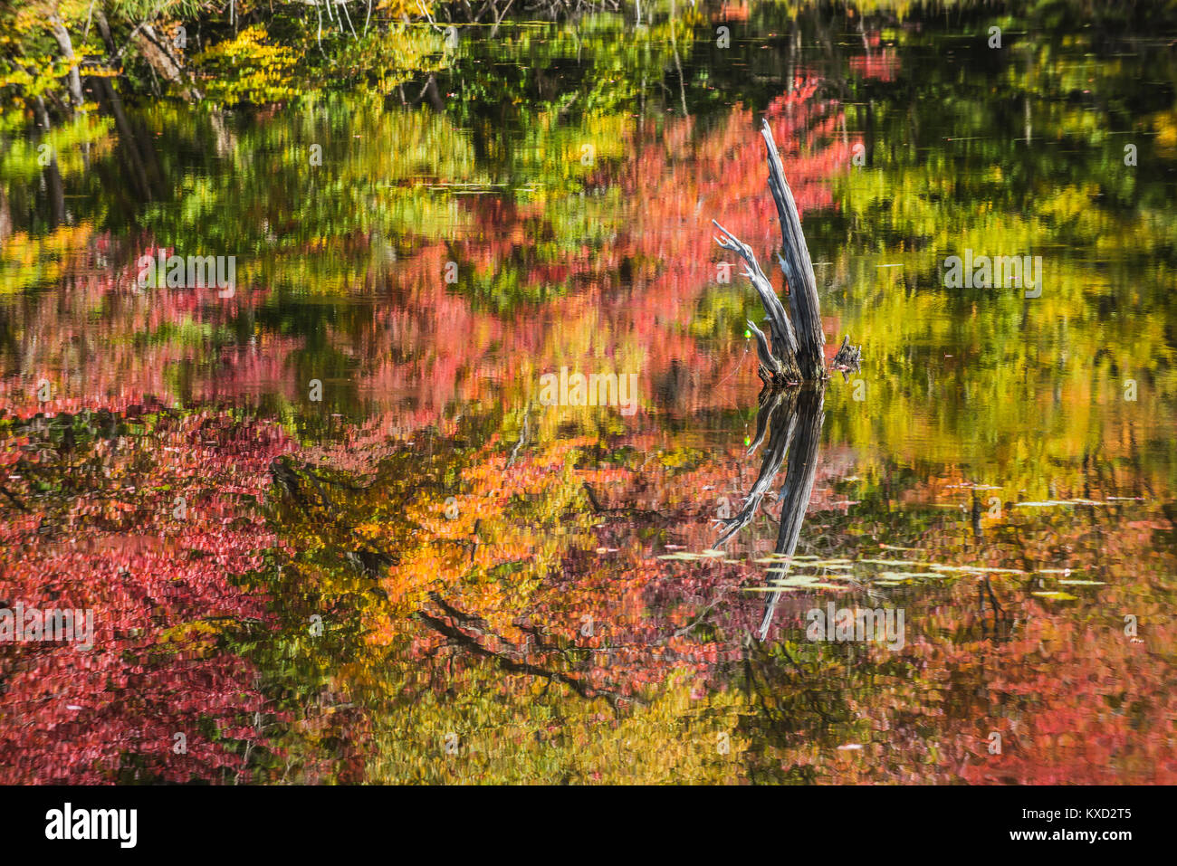 Wood in lake with reflection during autumn Stock Photo