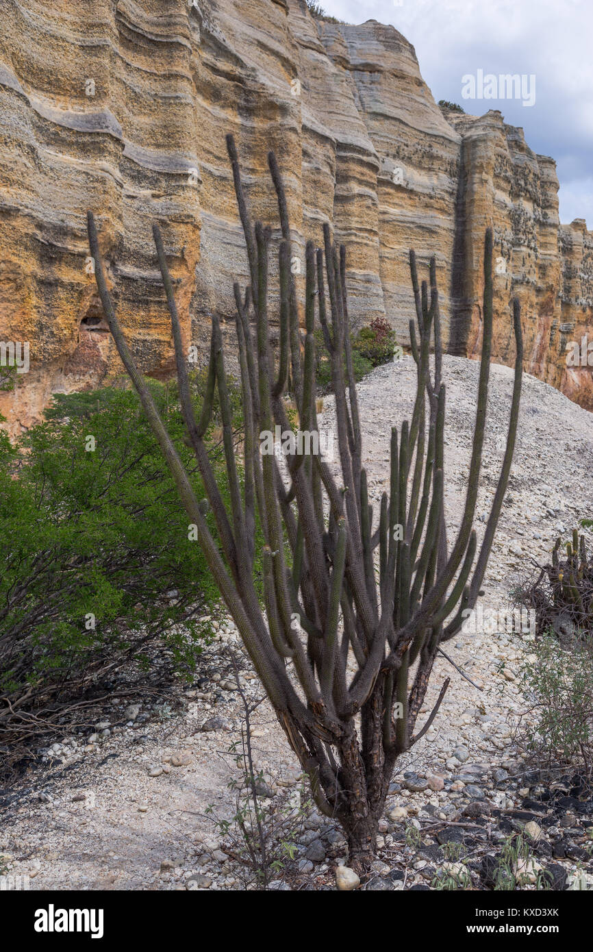 Leafy Catinga in Serra da Capivara Stock Photo