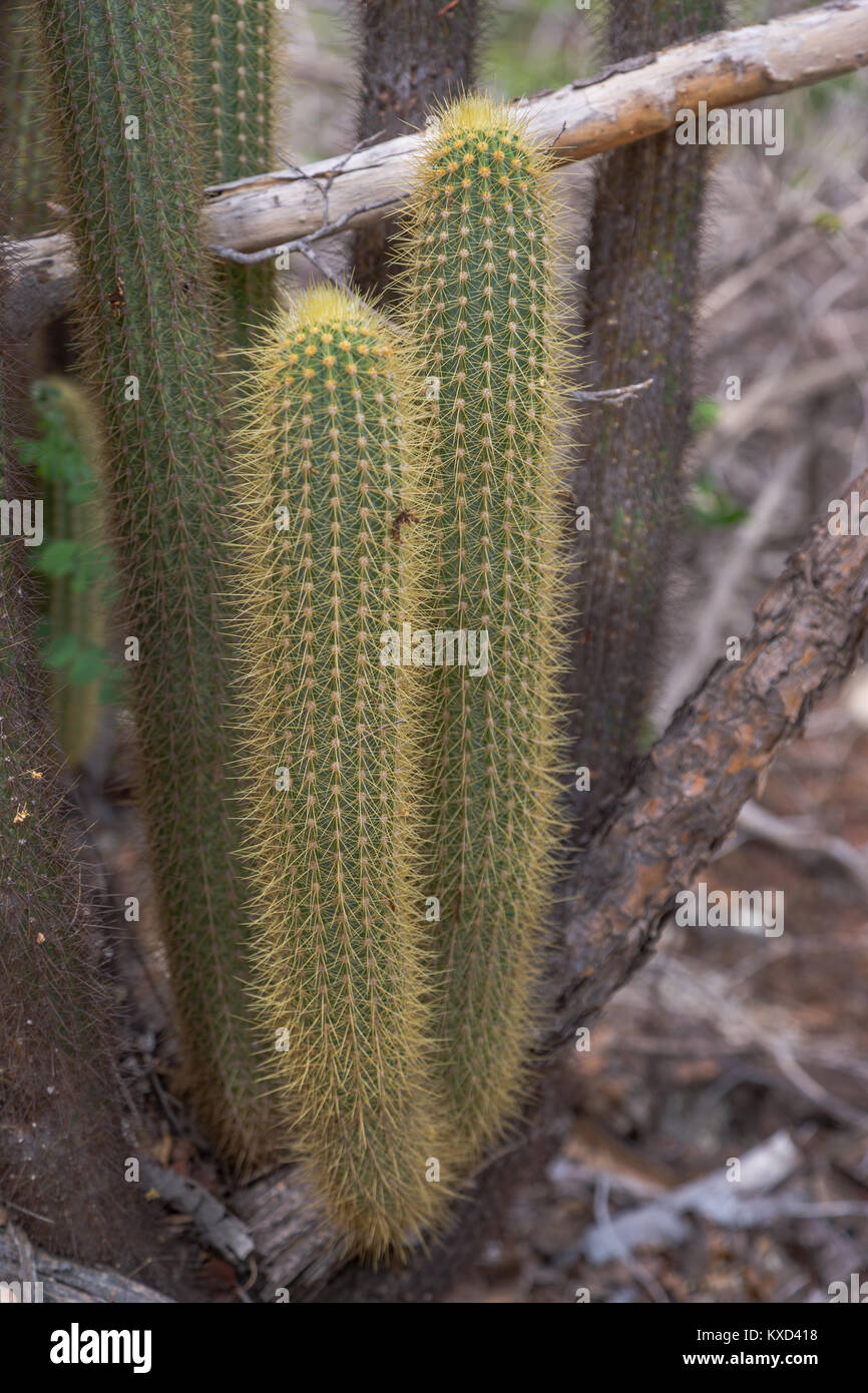 Leafy Catinga in Serra da Capivara Stock Photo