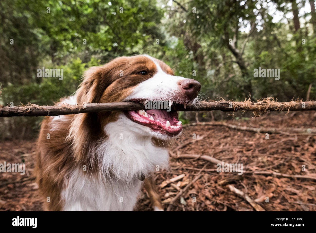 Animal and forest and california hires stock photography and images