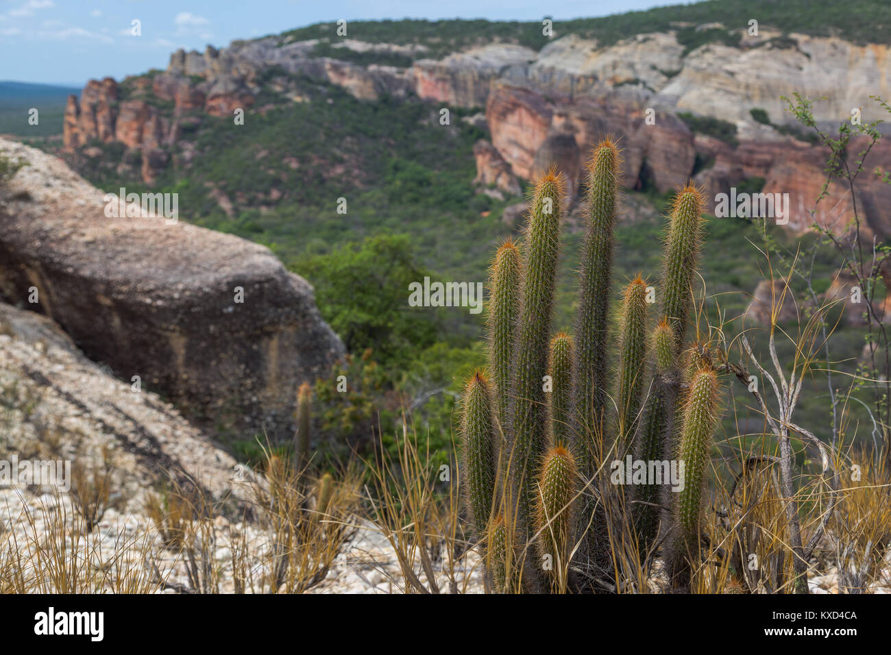 Leafy Catinga in Serra da Capivara Stock Photo