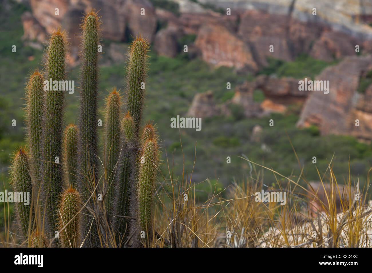 Leafy Catinga in Serra da Capivara Stock Photo