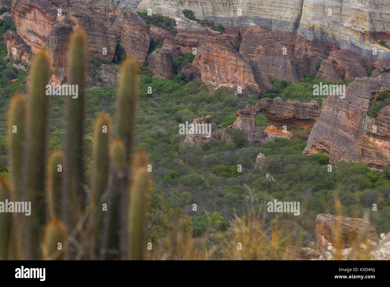 Leafy Catinga in Serra da Capivara Stock Photo