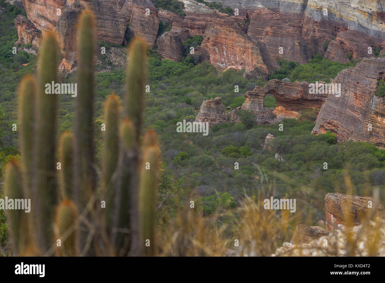 Leafy Catinga in Serra da Capivara Stock Photo