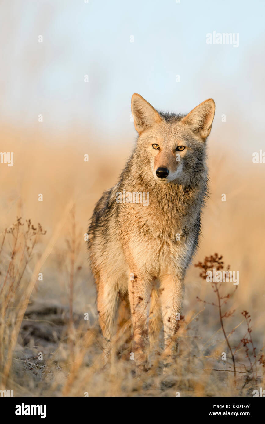 Coyote (Canis latrans), Montana USA Stock Photo