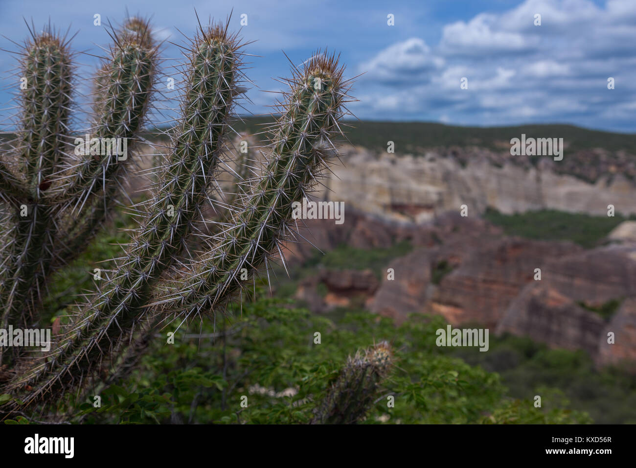 Leafy Catinga in Serra da Capivara Stock Photo