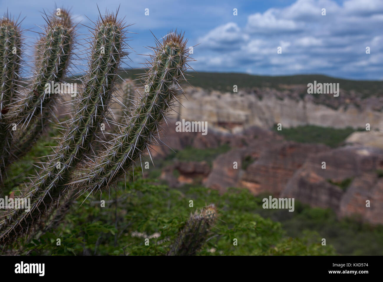 Leafy Catinga in Serra da Capivara Stock Photo