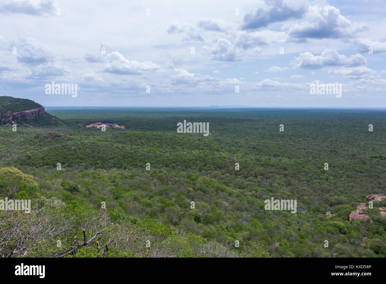 Leafy Catinga in Serra da Capivara Stock Photo