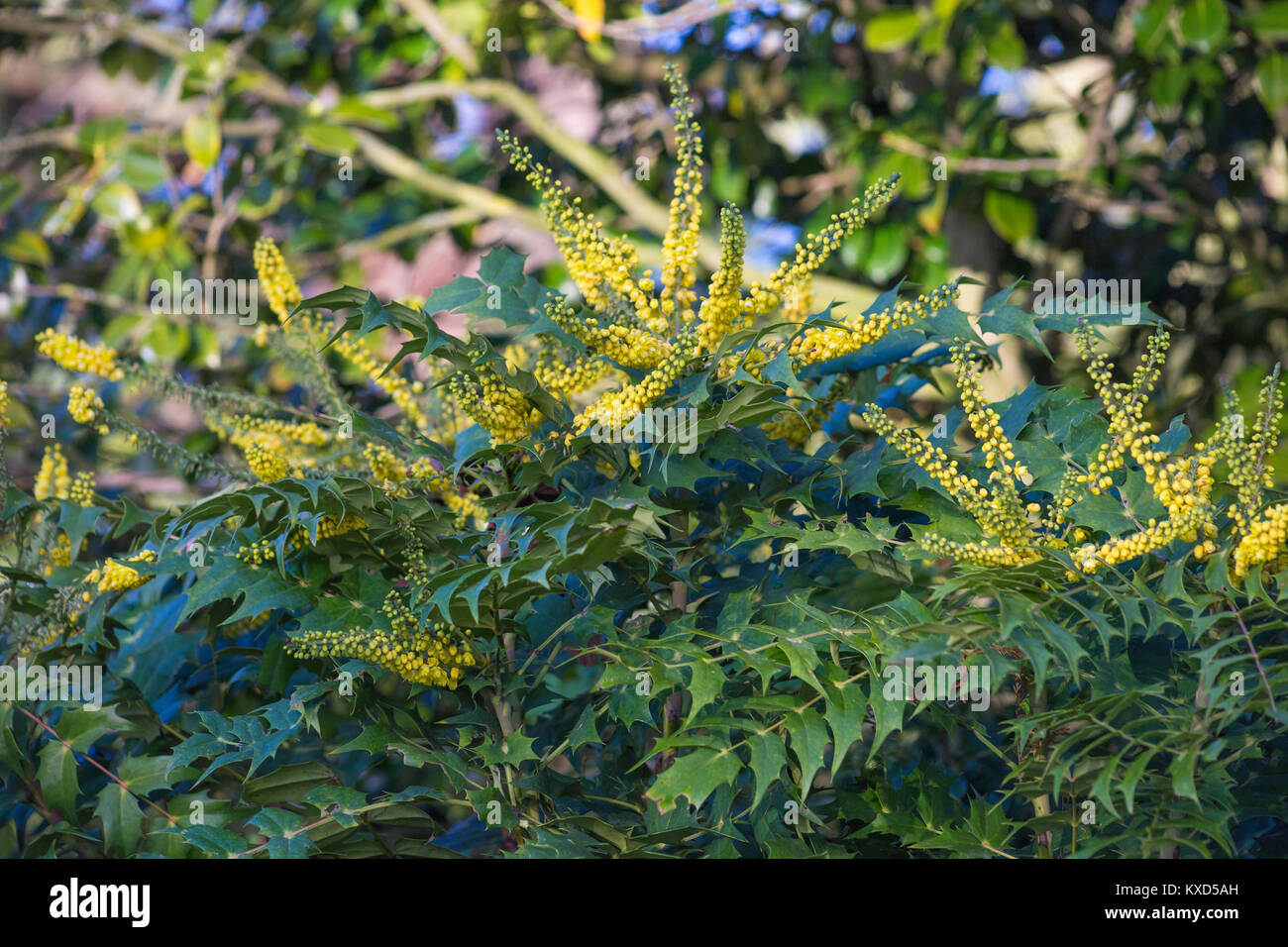 Mahonia napaulensis Stock Photo