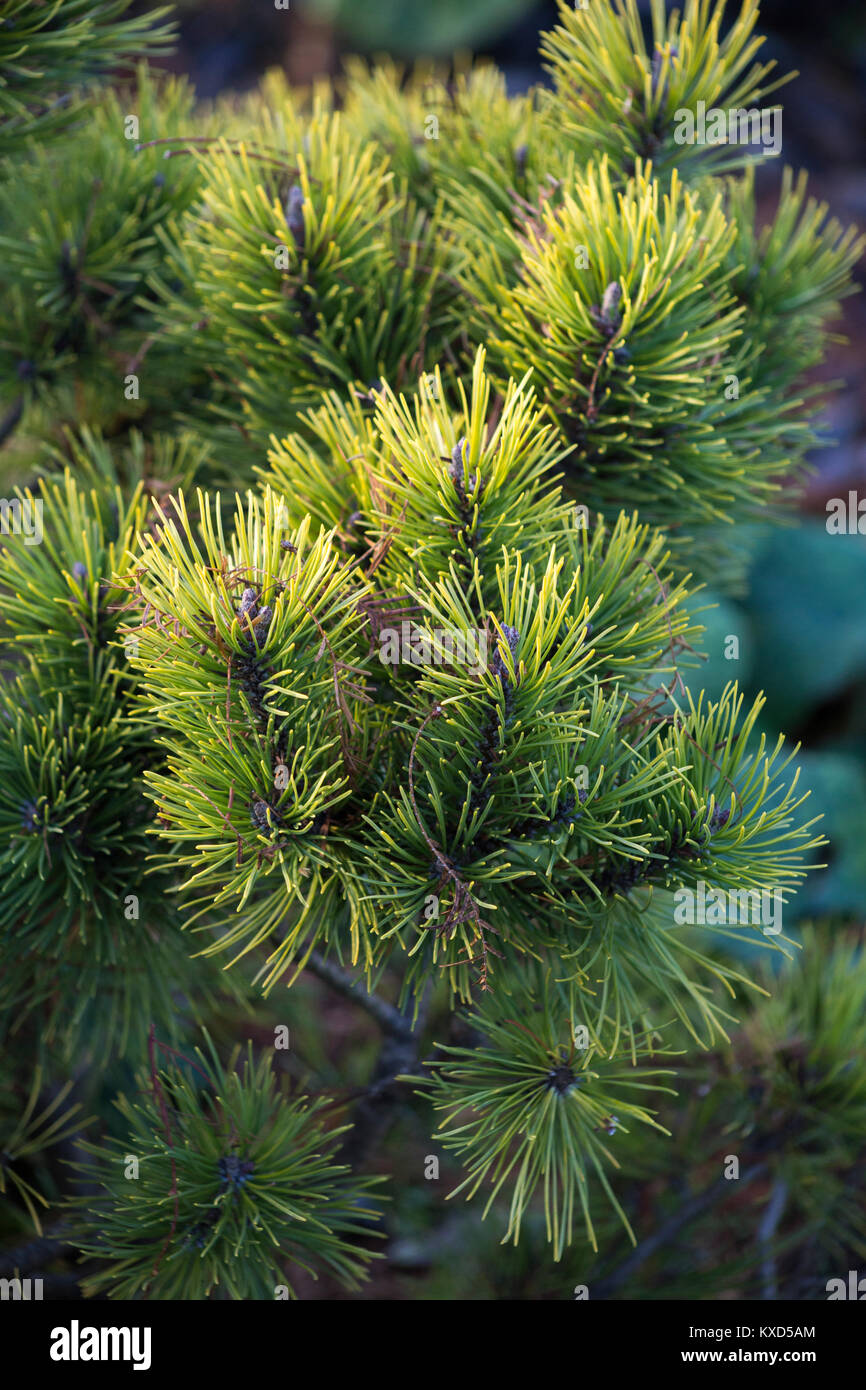 Pinus mugo 'Ophir' Stock Photo