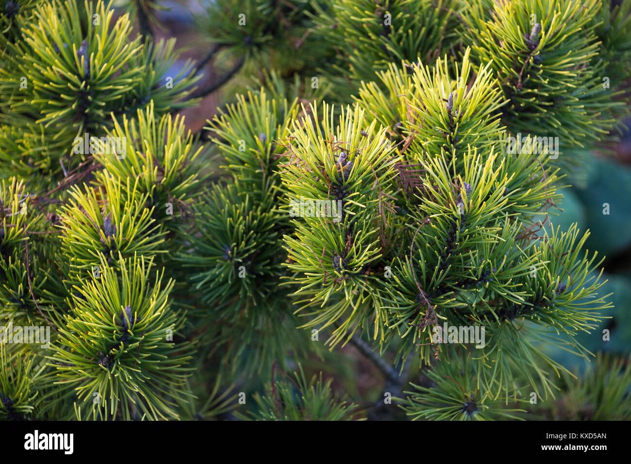Pinus mugo 'Ophir' Stock Photo