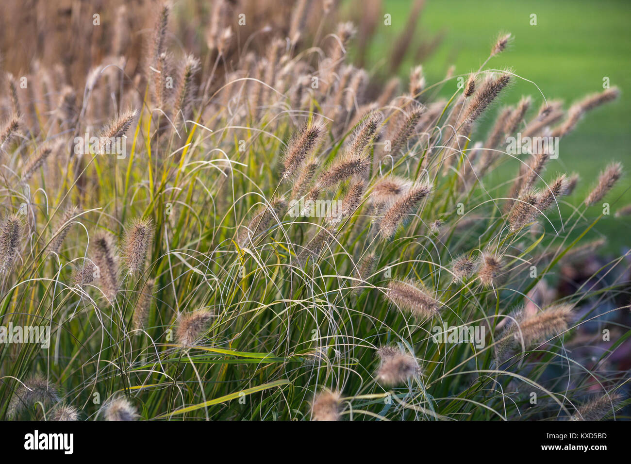 Pennisetum alopecuroides 'Cassian's Choice' Stock Photo Alamy