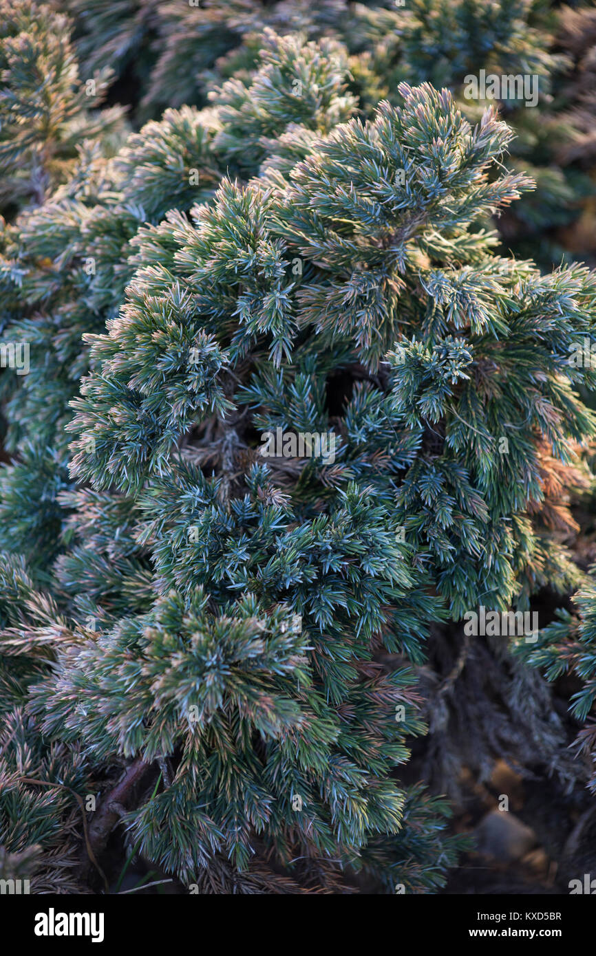 Juniperus squamata 'Blue Star' Stock Photo