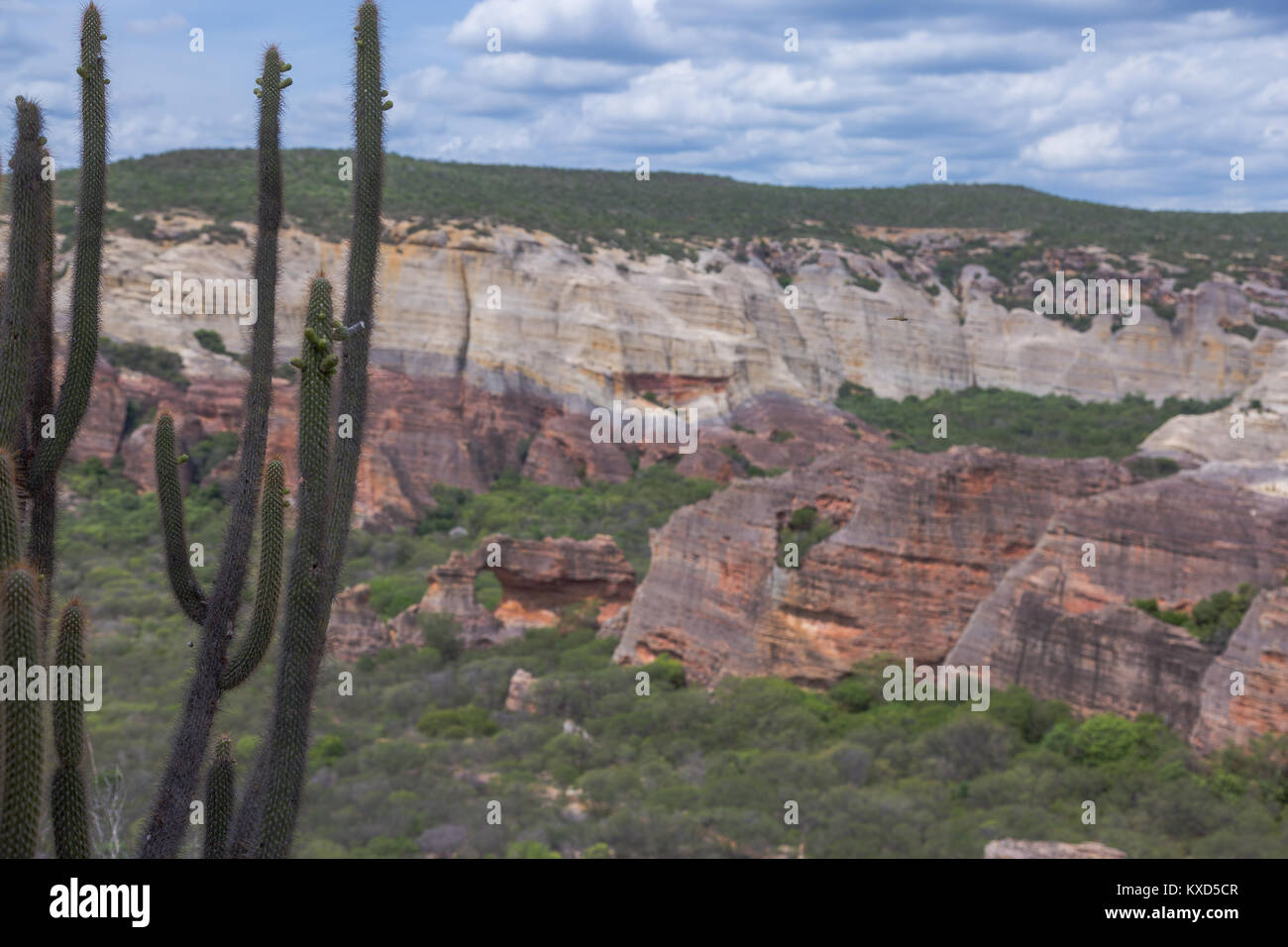 Leafy Catinga in Serra da Capivara Stock Photo