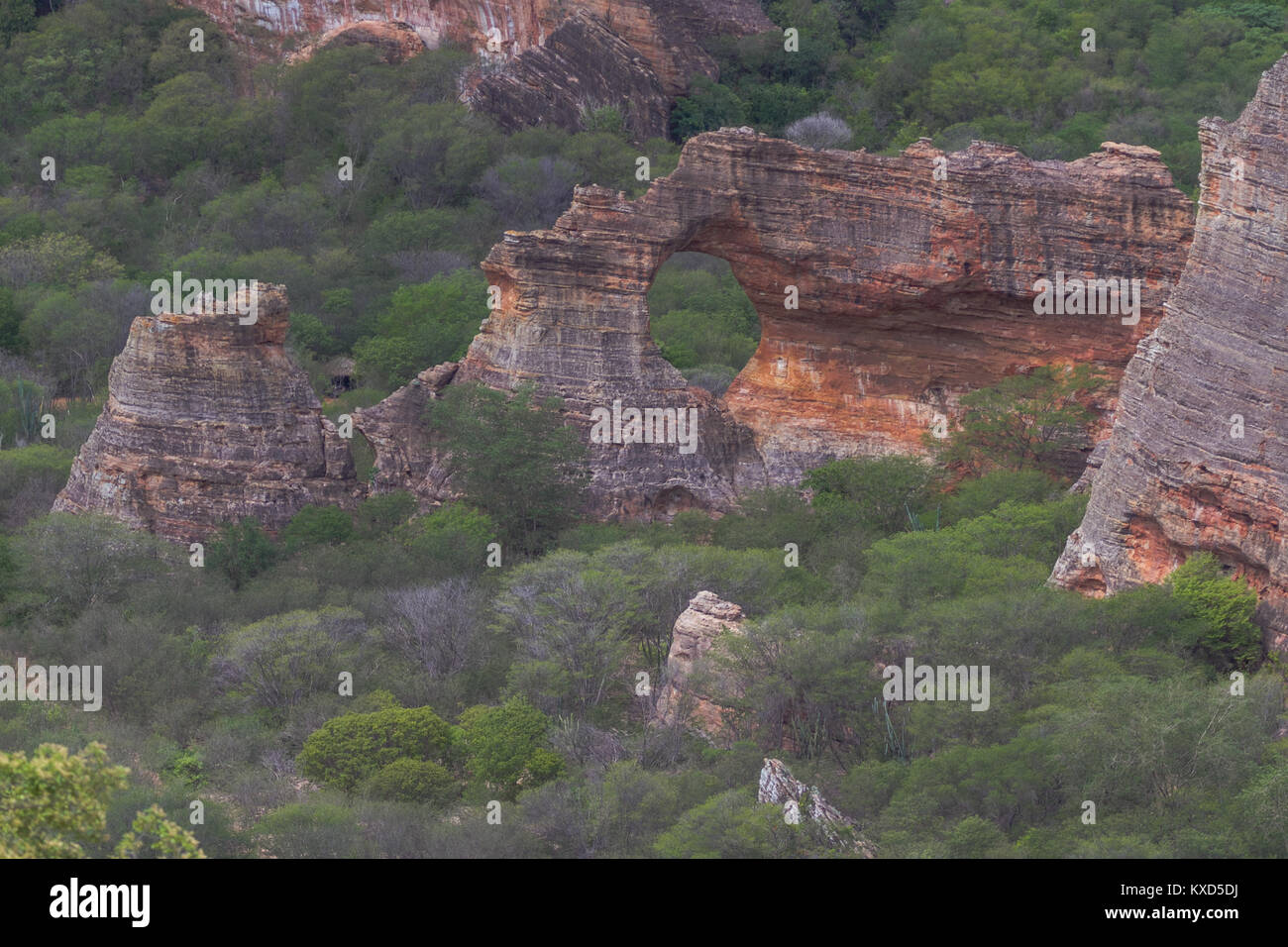 Leafy Catinga in Serra da Capivara Stock Photo